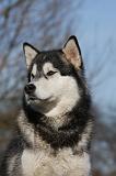 ALASKAN MALAMUTE 755